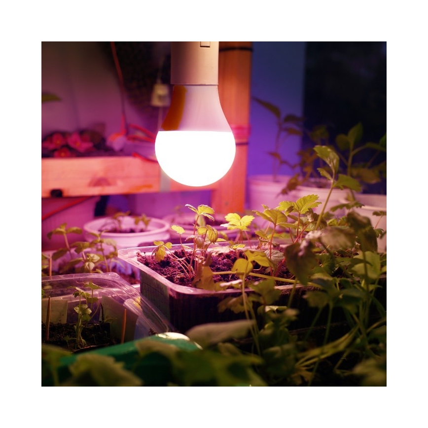 Bec LED pentru creșterea plantelor PLANTY E27/11W/230V 1200K alb
