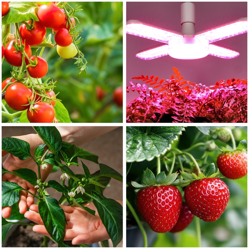 Bec LED pentru creșterea plantelor PLANTY E27/40W/230V 1200K