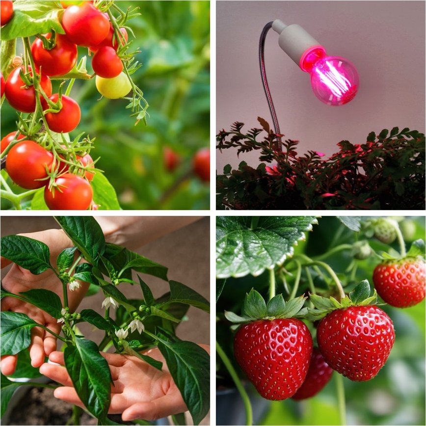 Bec LED pentru creșterea plantelor PLANTY E27/8W/230V 1200K