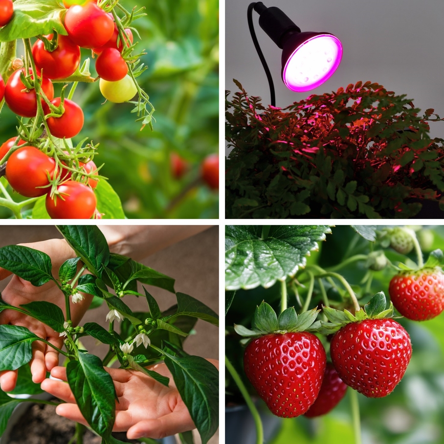 Bec LED pentru creșterea plantelor PLANTY E27/9W/230V 1200K negru