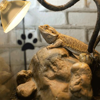 Bec UVB pentru terarii Nobleza E27/35W/230V IP54