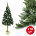 Brad de Crăciun pe trunchi, 220 cm, brad alb