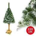 Brad de Crăciun pe trunchi, 220 cm, pin
