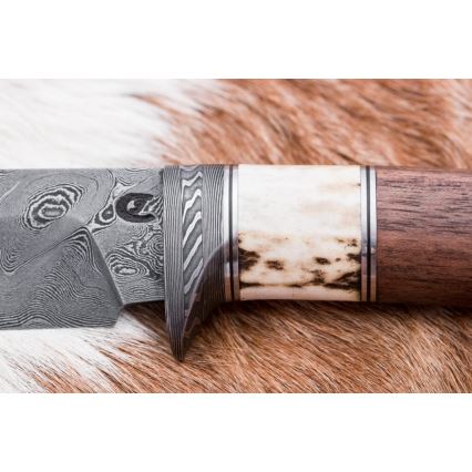Cuțit de vânătoare din oțel de Damasc 11,8 cm nuc/corn de cerb