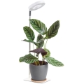 Lampă de birou LED reglabilă pentru cultivarea plantelor VERDI LED/5W/5V 1300K CRI 95 albă