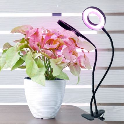 Lampă LED flexibilă dimabilă de masă cu clemă pentru creșterea plantelor VITARO 2xLED/4W/230V negru