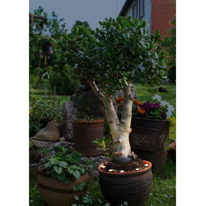 Lanț LED decorativ de exterior SPINETOLI 6xLED IP65 Eglo