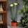 Lumină solară cu LED 1,2 V, 200 mAh, IP44, floare
