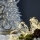 Pom de Crăciun 250 cm molid Eglo