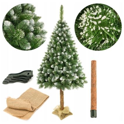 Pom de Crăciun pe trunchi 220 cm pin