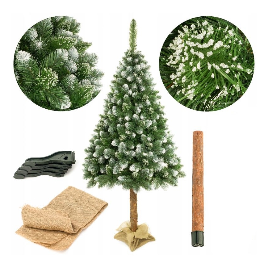 Pom de Crăciun pe trunchi 220 cm pin